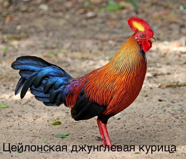 Зеленая джунгливая курица, тухум сотилмиди