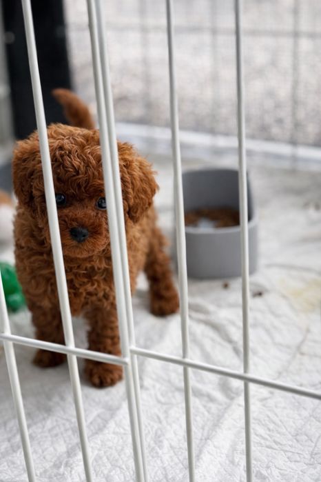 Toy Poodle/ Той Пудел