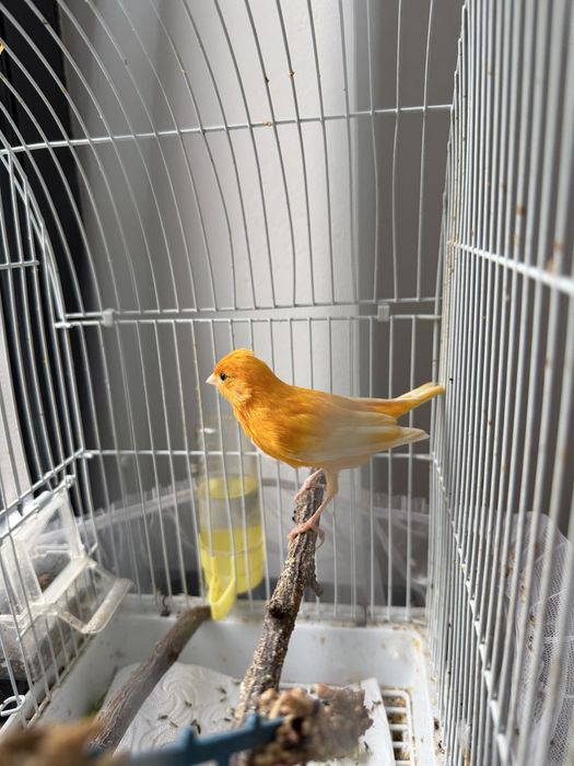 Канарейка Кенор певчий