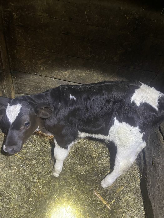 Vitel mascul varsta 2 saptamani