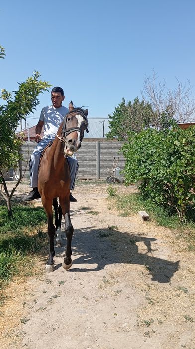 Таза қанды дөнен шығар сатылады