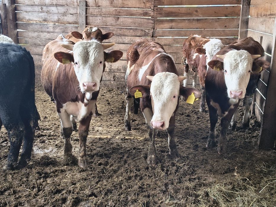 Vind 7 tăurași frumoși în jur de 330 și 350 kg media