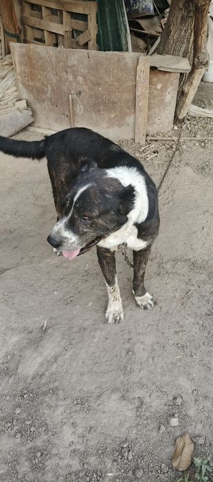 Srochna sotiladi alabay /yoshi endi 1 yoshlar toladi/name/axles