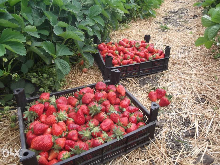 vand rasad/stoloni capsuni soiuri remontante,anuale ALBION