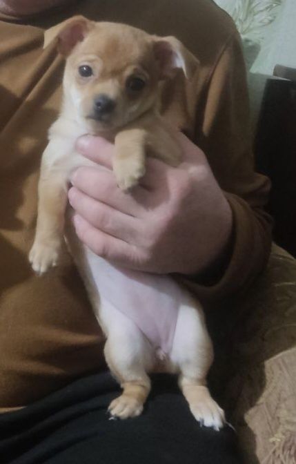 Продам щенка чихуахуа