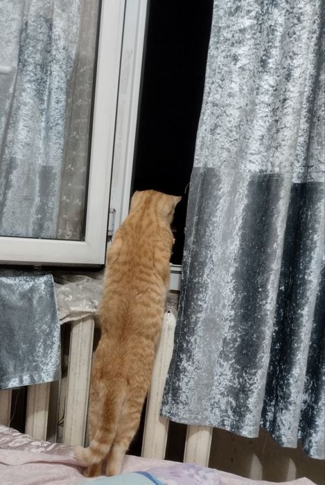mushukcha, mushuk mushik кошка кошки кот