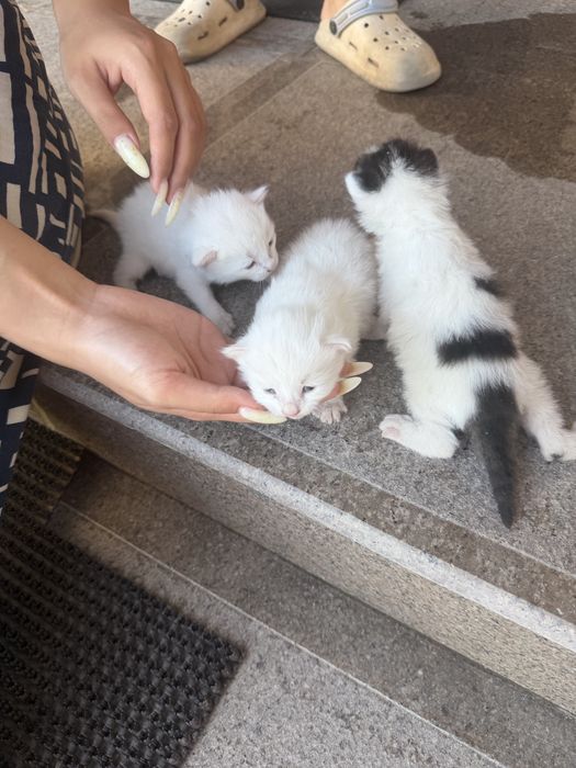 Котенок красивый сладкий