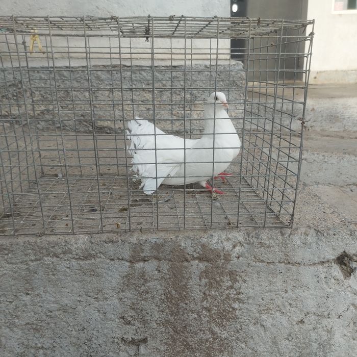 Павлин  самка  1год