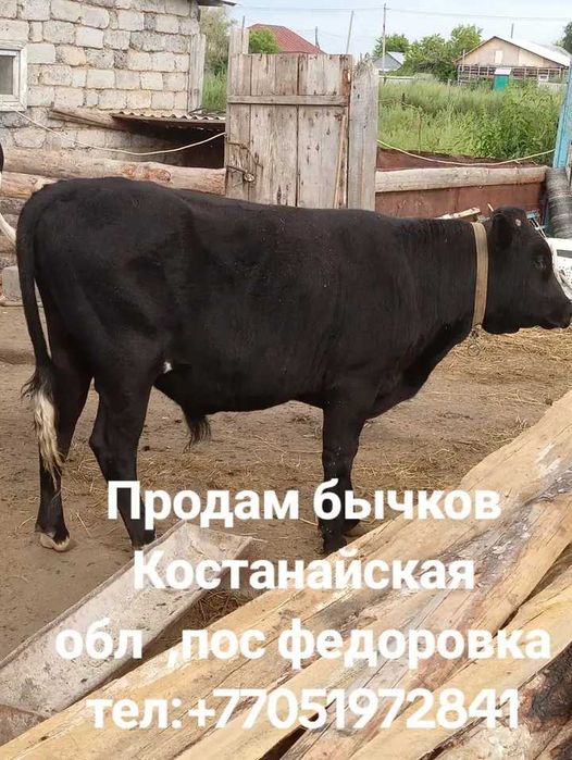 Продажа быков и коров