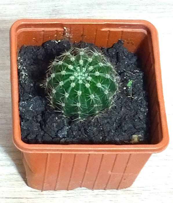 Кактус Ночная красавица.