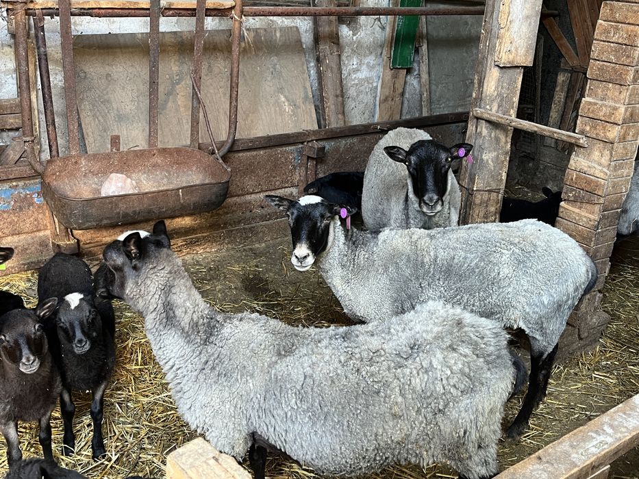 Кошкары на племя