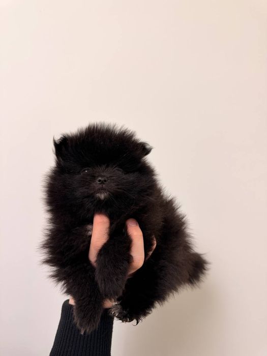 Шпиц померанский