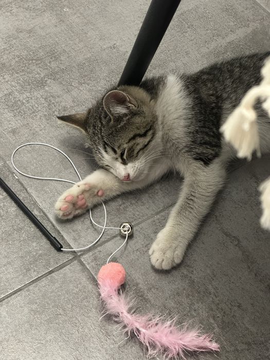 Нашли котенка алмалинский район
