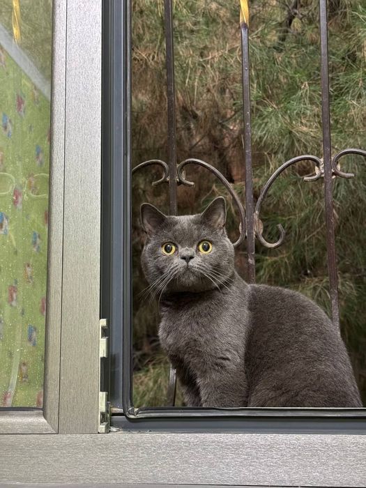 Мушук сотилади тел килинг келишамиз