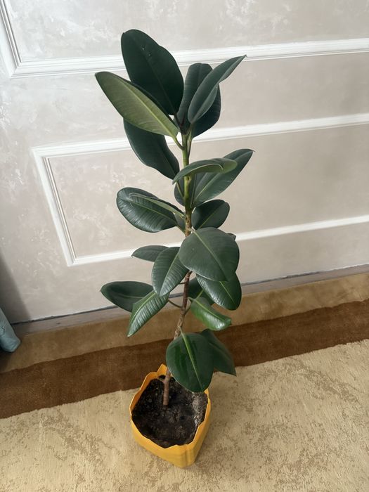 Фикус гүлі сатылады  2еуі 5000 тг