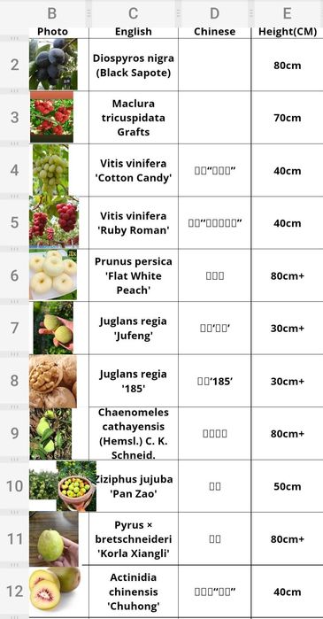 Кудрания кулпунай дарахти привитий тиконсиз