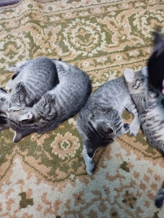 Дарю полосатиков домашних.