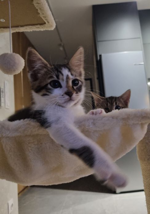 Подарявам малки котета!