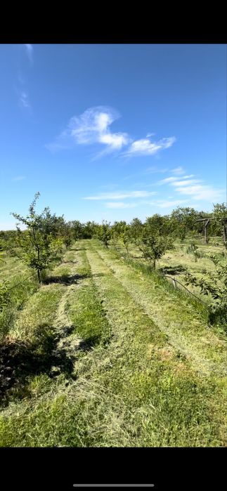 Tund iarba pe zona Oradea