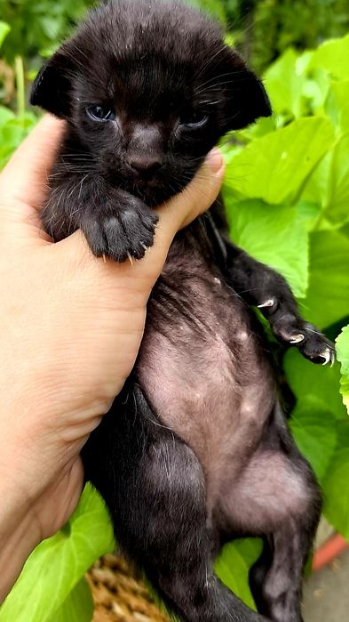 Чистокровные ОРИКИ!