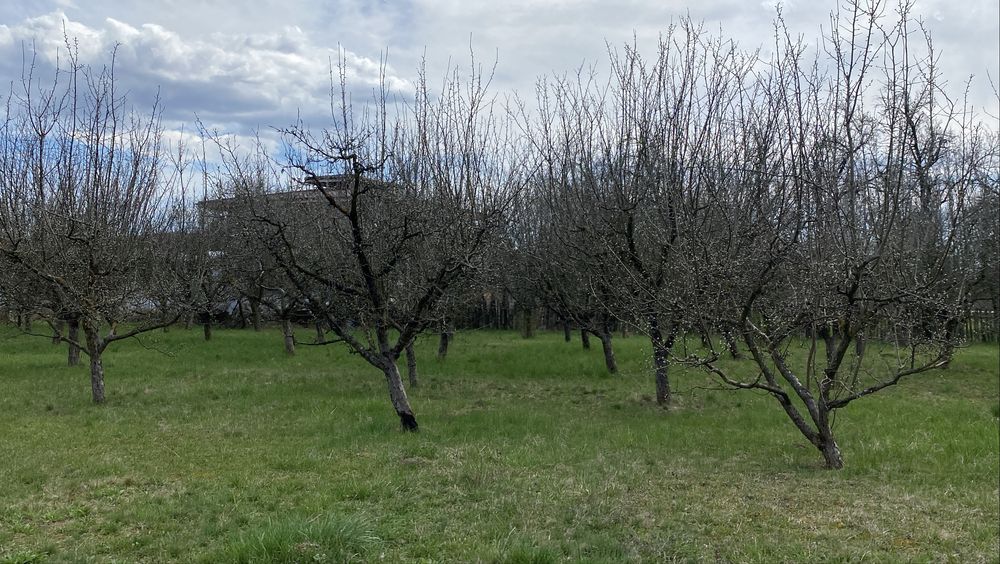 Teren intravilan ( 7000 mp )