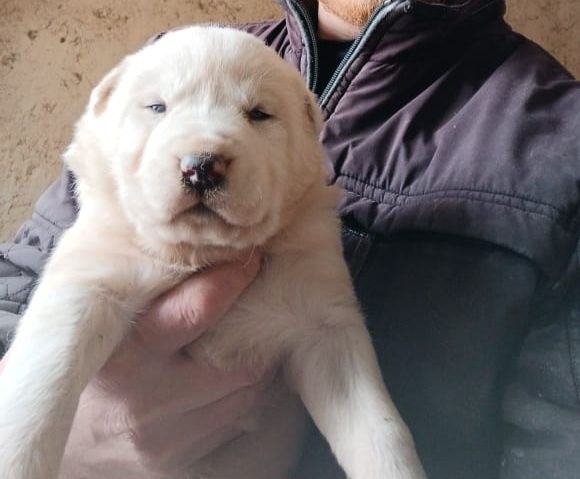 Продам щенка алабая, белый цвет.