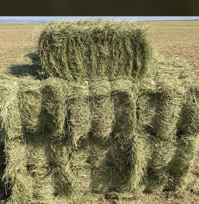 Сено 1000 тг оптам и розницу