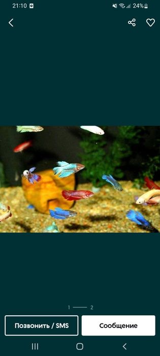 Продам рыбок  разные  красивые