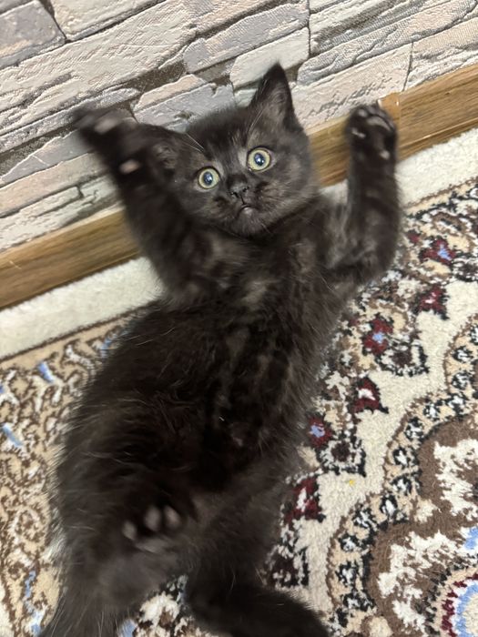 Продаются британские котятя