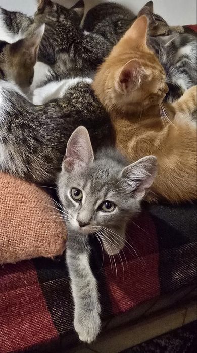 Супер гальовни котета!