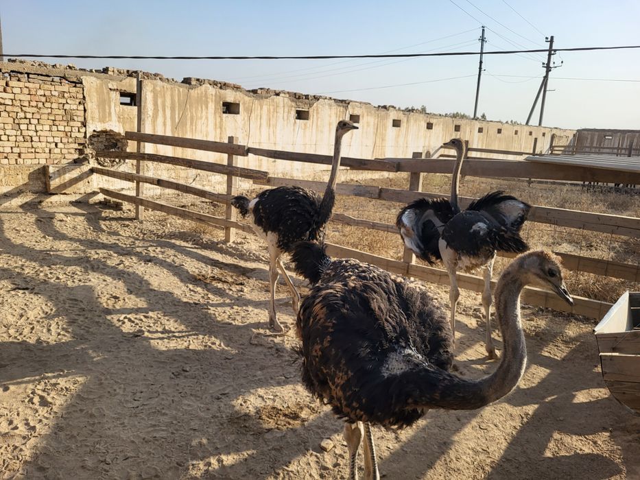 Страус, Туякуш сотилади 5 ойлик 180 см буйи