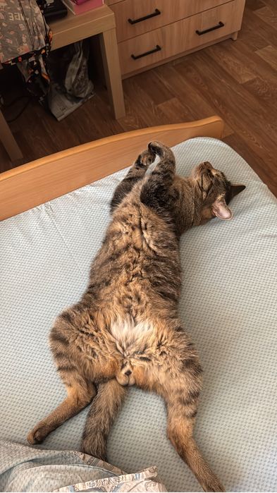 Отдам кота в хорошие руки