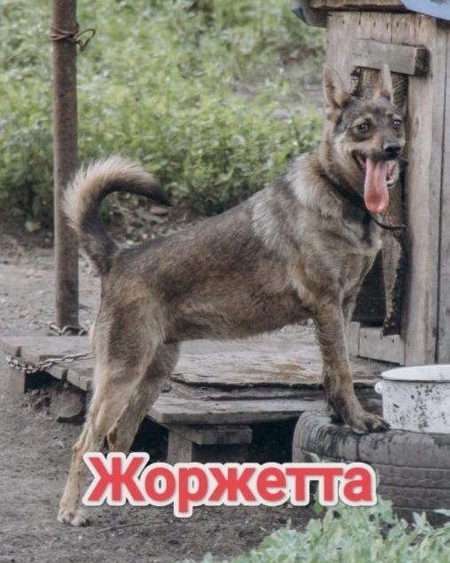 Дарю в добрые и ответственные руки