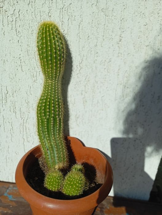 Домашни Отглеждани Цветя Алое Вера,Кактуси и други.