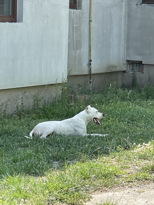 Mascul Dog Argentinian / Dogo Argentino