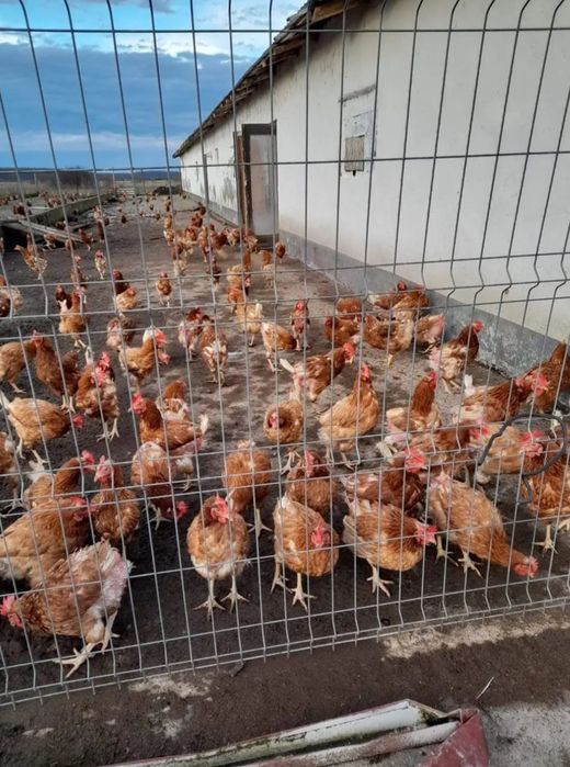 Găini Roșii ouătoare 90% împanate! 18 Lei buc.