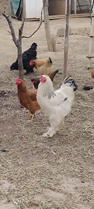 Брама ак кораз..