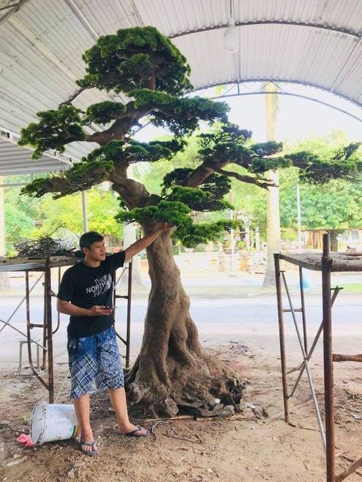 Дарахтлар сакура хар хил йасаб берамиз