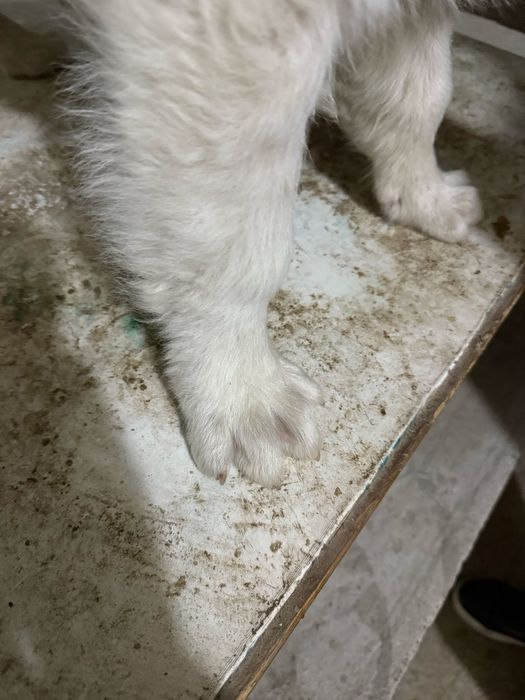 3 айлык таза канды алабай күшіктер сатылады!