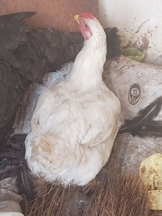 Бролер 5 кг кормили зерной хороший опитита для мяса