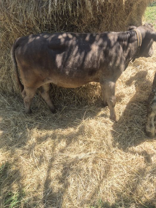 De vânzare doua  vitele de 3 luni jumate