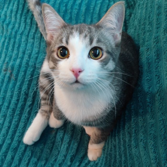 Ласковый Котик ищет дом