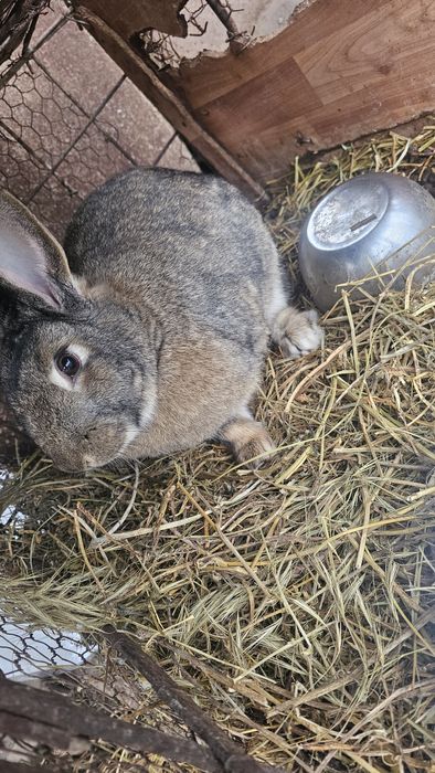 Femelă urias german