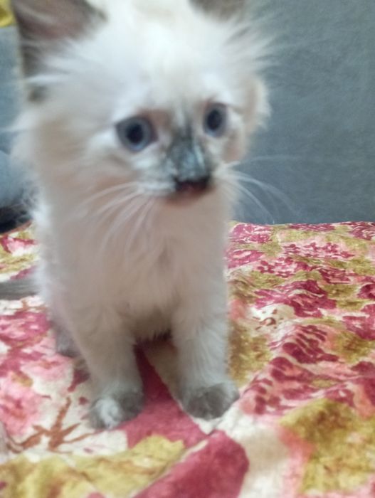 Отдам кошечку, белая