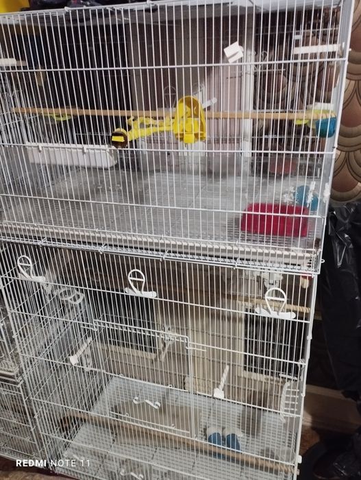 Кушлар учун кафас сотилади. Ахволи Зур  Зур.