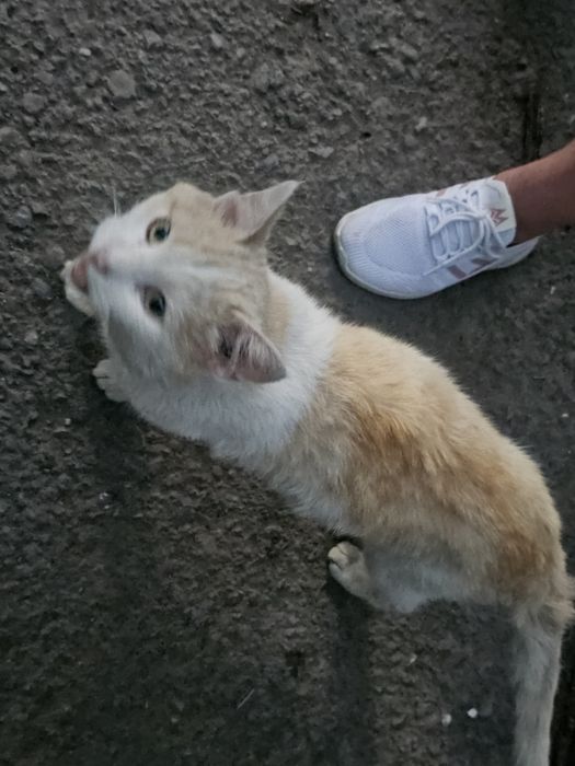 Кот, найденыш,контактный