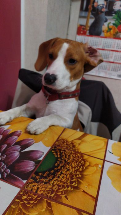 Вязка кабель, Джек Рассел