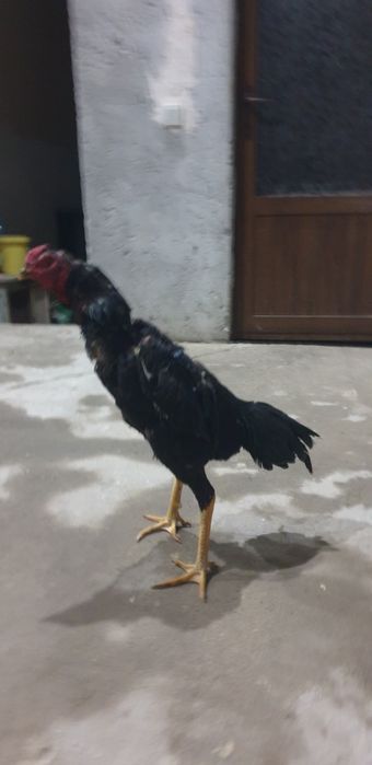 Kulangi dakan xuroz