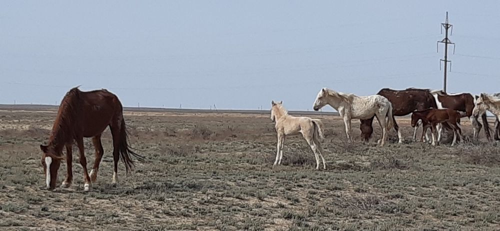 Үйір сатылады 6 бас