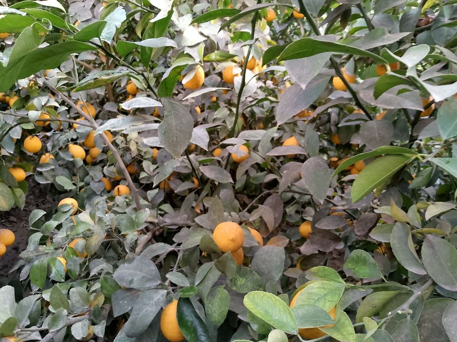 Лимон кочатлар ва мевалари